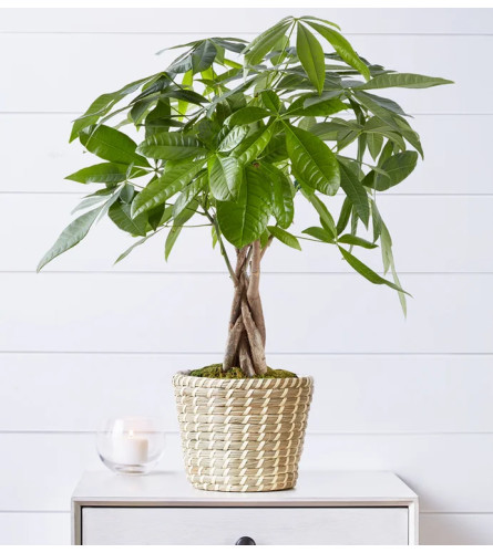 Elegant Money Tree bonsai