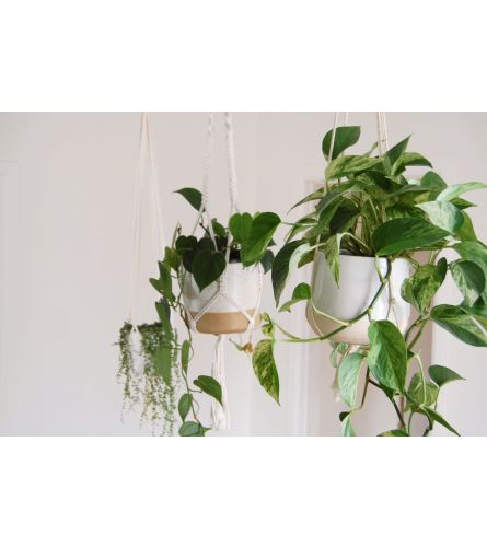 Living Vines Houseplant