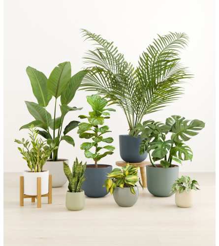 Tropical Houseplant Heaven