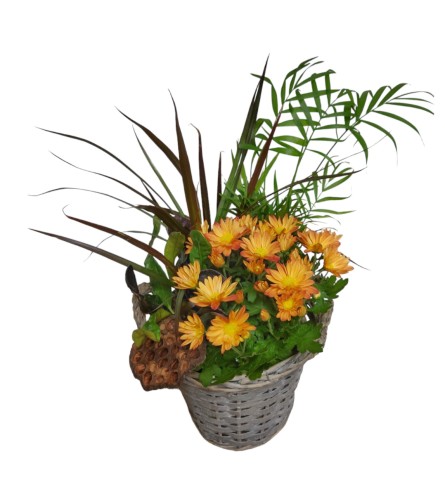 Fall Mum Planter Basket