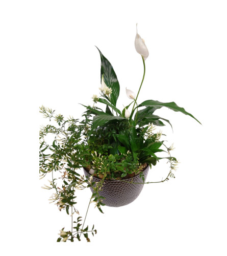 Exquisite Jasmine Planter