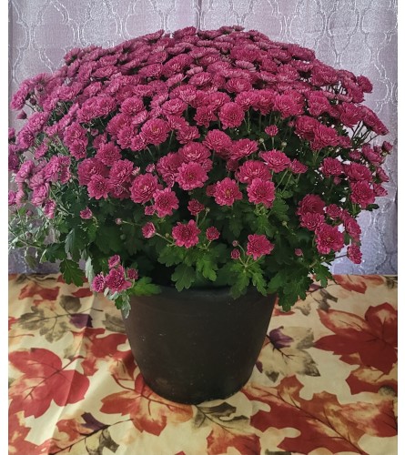 Outdoor Fall Mum Purple. An arrangement by A Loving Touch Florist.