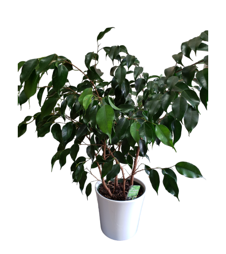 Ficus Benjamin Plant