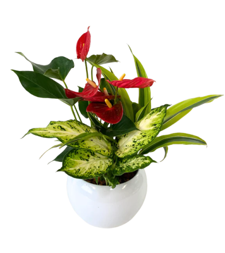 Medium Round planter with Anthurium