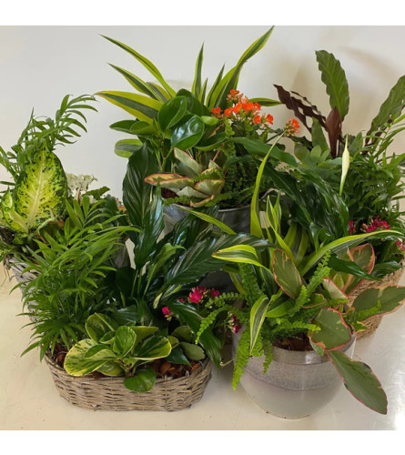 Florist Choice small Indoor Planter