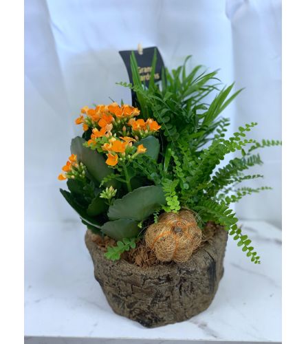 Fall Tropical Tree Bowl Planter