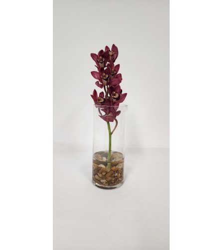 Mini Cymbidium Orchid