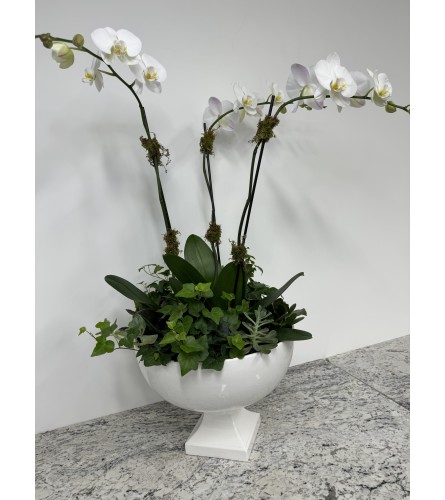 Orchids in Compote Bowl with ivy and succulent