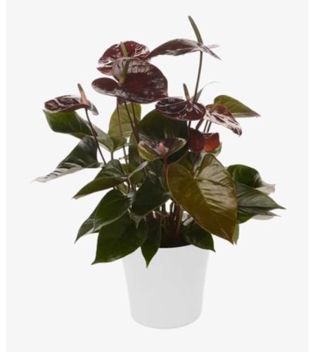 Rich Chocolate Anthurium