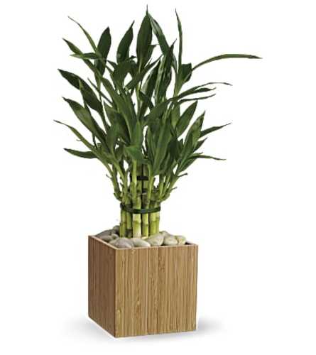 Elegant Good Luck Bamboo