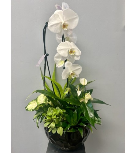 White and Black Sleek Planter