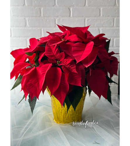 Festive 8" Poinsettia