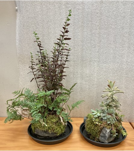 Assorted Kusamono Plants