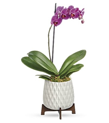 Garden Architectural Orchid Plant