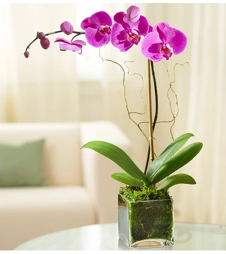 Garden Purple Phalaenopsis Orchid