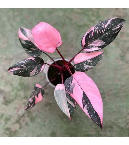 Philodendron Pink Princess (Rare)