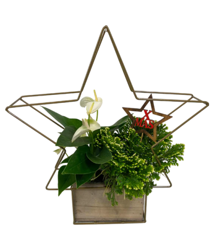 Christmas Wire Star Tropical Box