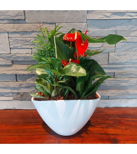 Tropical Bliss Anthurium Mixed Planter