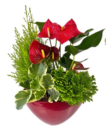 Perfect Christmas Planter. An arrangement by Avenue Florist.