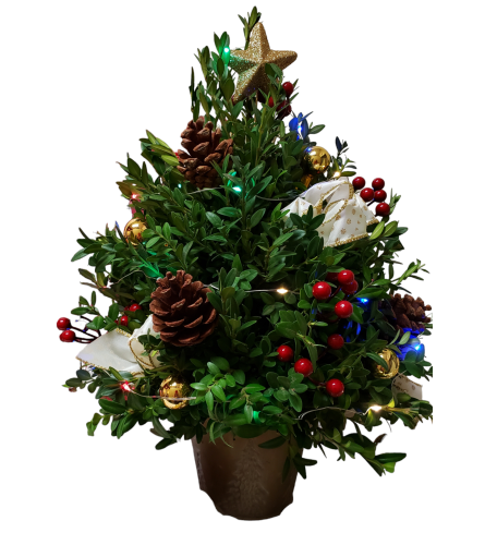 Christmas Holiday Boxwood Tree