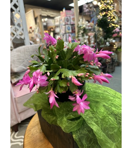 Christmas Cactus Holiday Magic - Standard. An arrangement by Fellows Fernlea Flowers.