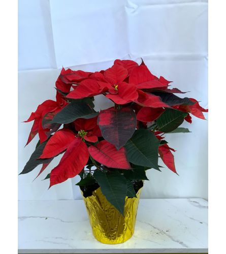 Red Poinsettia (6 8 or 10) - Standard. An arrangement by Lori's Hearts and Flowers.
