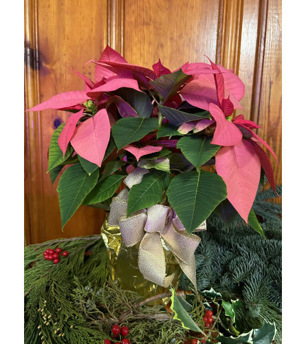 Poinsettia Plant Pink