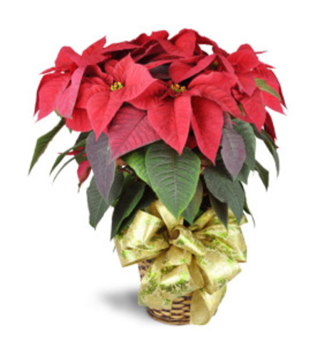 Poinsettia 6"/8"/10" in Basket