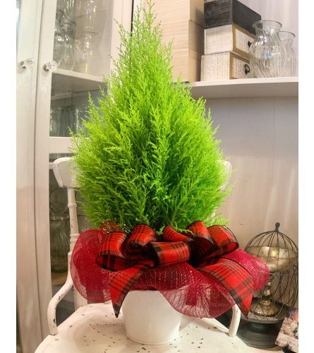 Fragrant Christmas Tree