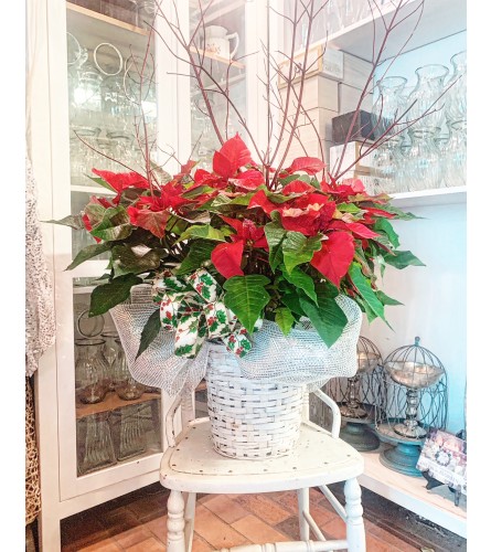 Showstopper Poinsettia