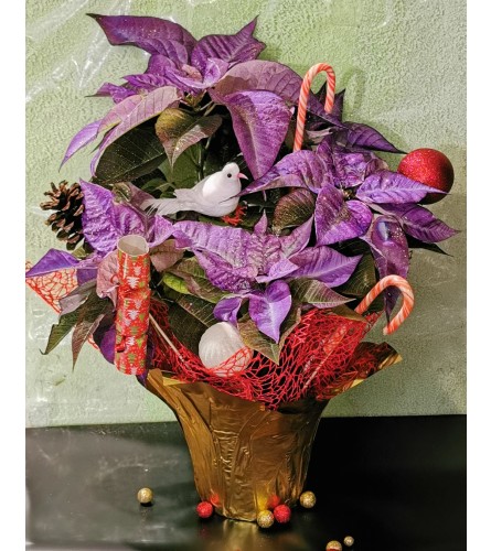 PURPLE POINSETTIA PLANT