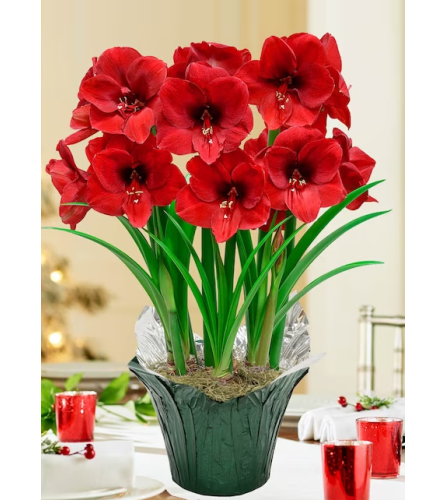 Potted Double Amaryllis. An arrangement by Conrad Floral.