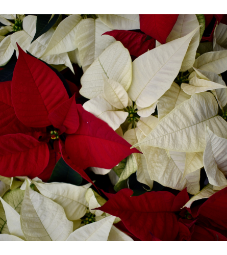 4 Poinsettia in Red - Standard. An arrangement by Holden's Florists.