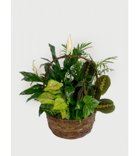 Mixed Plants in Basket