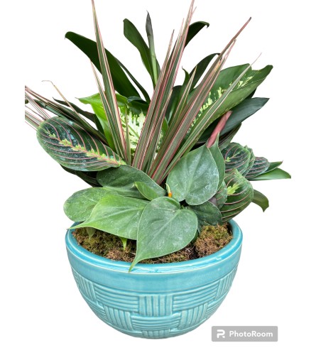 8” ceramic pot dishgarden