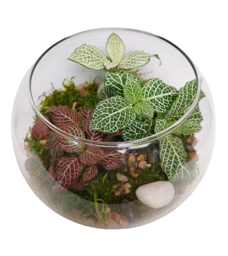 Colorful Terrarium