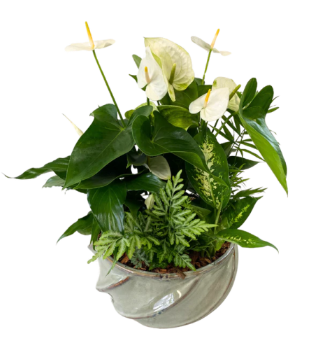 Extra Large Tropical Planter with Anthurium