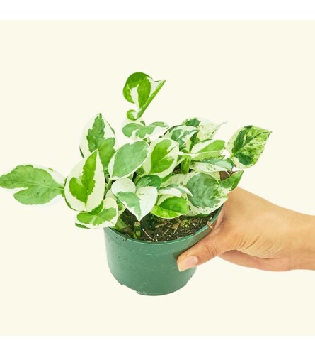 Pearls and Jade Pothos Plant