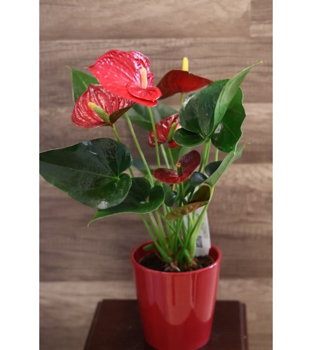 6" Anthurium Plant