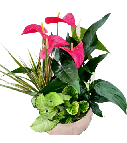 Extra Large Cream Anthurium