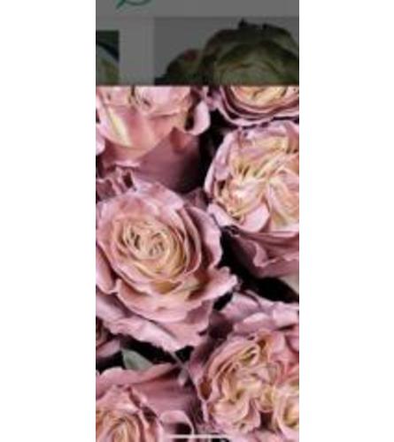 1 dz Specialty Mauve Rose