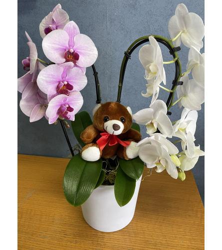 Orchid with Bear