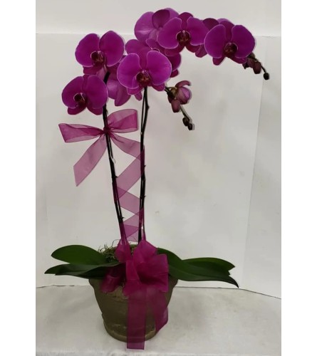 Lace Me Up Orchid - Purple