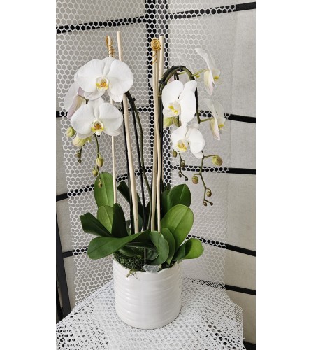 Eclictic Phalaenopsis