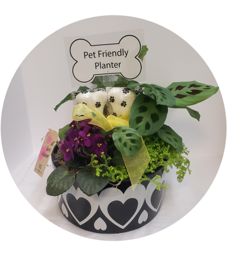 Florist's Choice Pet-Friendly Assorted Plants