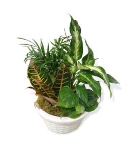 Premium Dishgarden - 10"