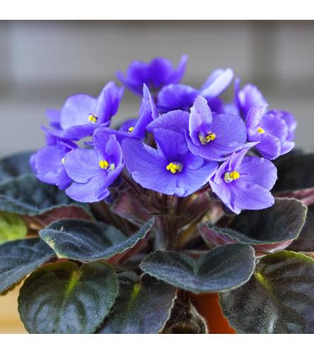 African Violet - 4"