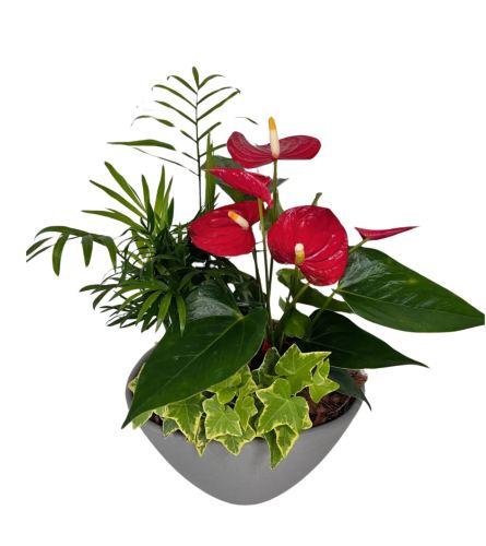 Tropical Bliss Anthurium Mixed Planter