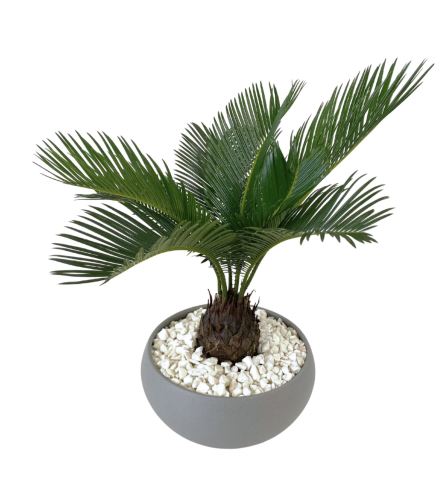 Sago Tropical Palm Plant