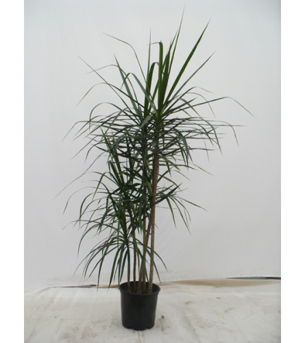 Dracaena Marginata Plant In a Basket